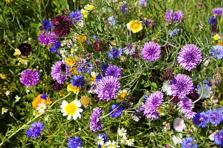 bed of assorted-color petaled flowers thumbnail