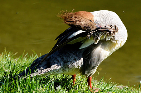 white and black crown bird thumbnail