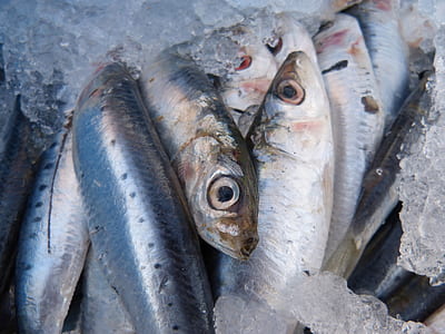 gray fish lot covered with ice crushed thumbnail
