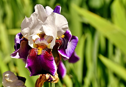selective focus photography of white and purple tall bearded iris flower thumbnail