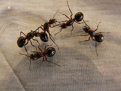 five black ants on gray surface thumbnail