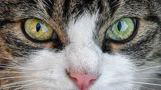 black tabby cat closeup photography thumbnail