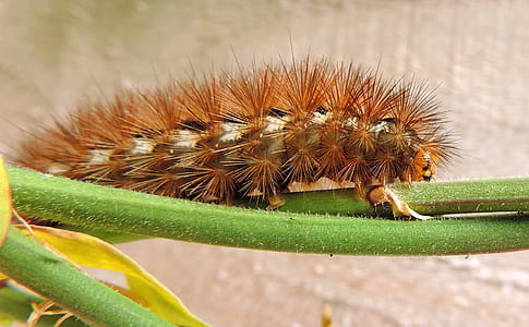 garden, animal, green, hairy thumbnail