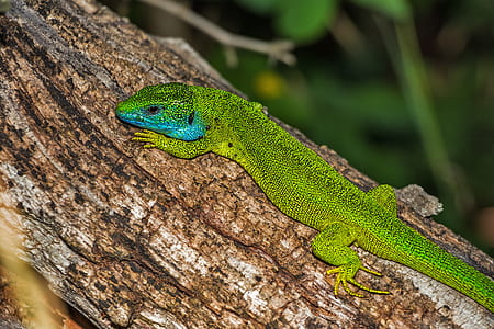 Green and Blue Lizard on Brown Wood thumbnail