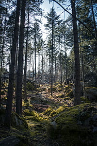 landscape photography of trees thumbnail