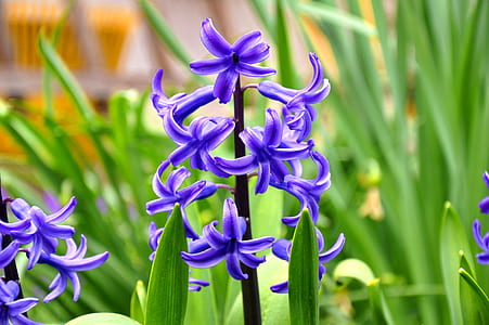 purple flowers thumbnail