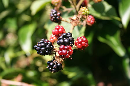closeup photography of red and black wild berry fruits thumbnail