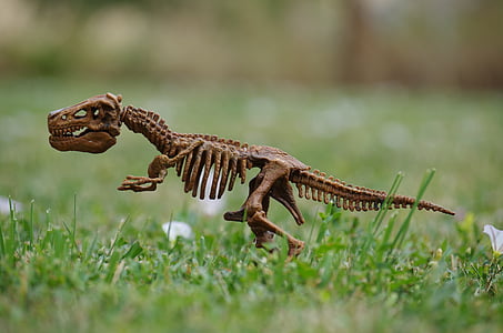 lizard skeleton selective focus photography thumbnail