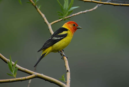 green and red bird on tree trunk thumbnail