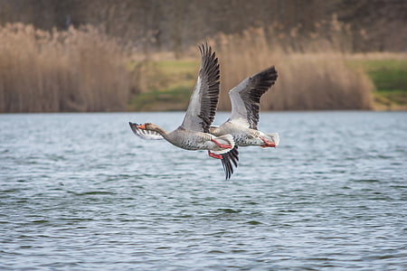 two ducks flying over body of water thumbnail