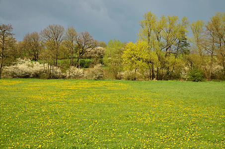 bed of yellow petaled flowers thumbnail