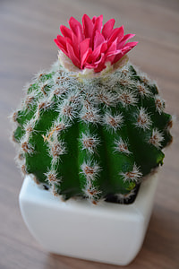 green cactus with flower in ceramic pot thumbnail