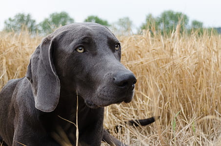adult black Labrador retriever lying on grass field thumbnail