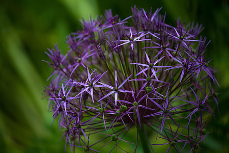 Flower Photography, Flower thumbnail