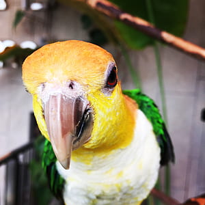 Close-up Photo of a Parakeet Bird thumbnail