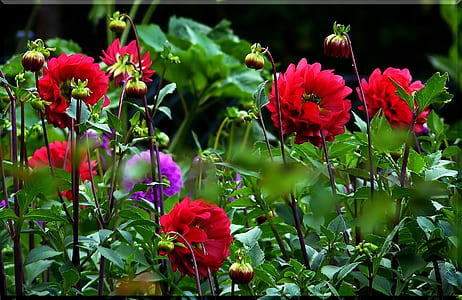 red and purple flowers on stems thumbnail