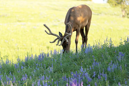 deer standing on green grass field during daytime thumbnail
