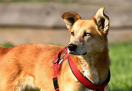 brown dog standing on green grass looking sideways close-up photography thumbnail