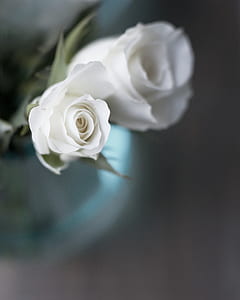 selective focus photography of white rose thumbnail