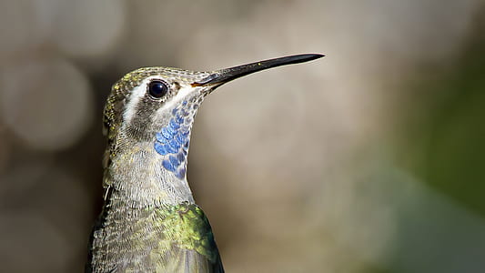 selective focus of green, gray, and blue hummingbird thumbnail