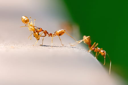 shallow focus photography of two ants thumbnail