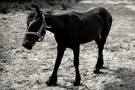 Foal on a pasture thumbnail