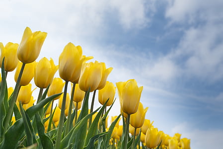 closeup photo of yellow petaled flowers thumbnail