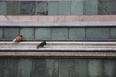 black and brown birds on brown concrete panel thumbnail