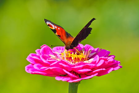 selective focus photography of peacock butterfly perching on purple flower thumbnail