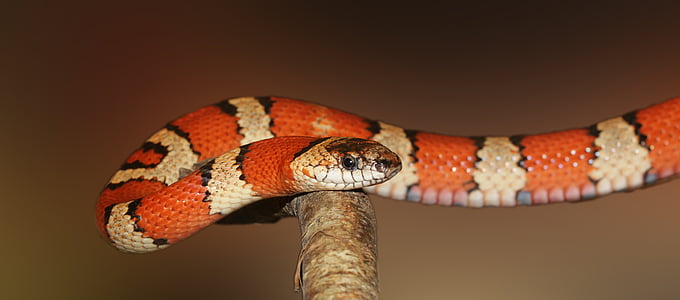 shallow focus photography of orange and white snake thumbnail