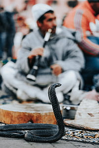 black cobra on road thumbnail