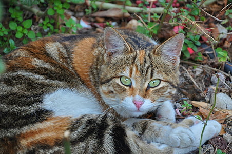 selective focus photography of brown and black haired cat thumbnail