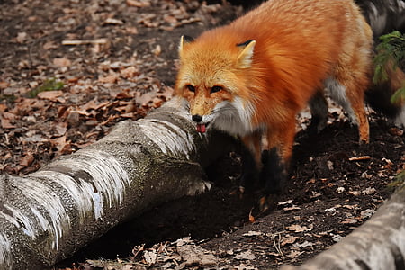 brown fox stands near tree trunk lying on ground thumbnail