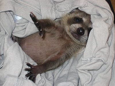 closeup photo of raccoon on white cloth thumbnail