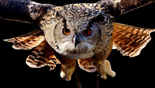 selective focus photography of eagle thumbnail