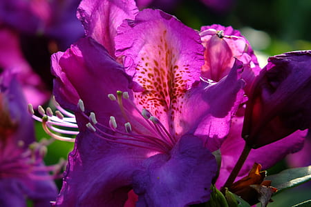selective focus photography of pink azalea flower thumbnail