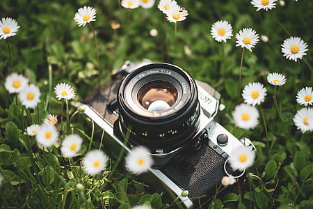 selective focus photo of gray DSLR camera on white chamomile flowers thumbnail