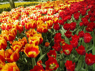 red and orange tulip field at daytime thumbnail
