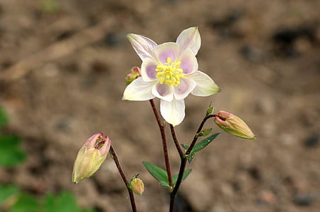 selective focus photography of white and pink columbine flower thumbnail