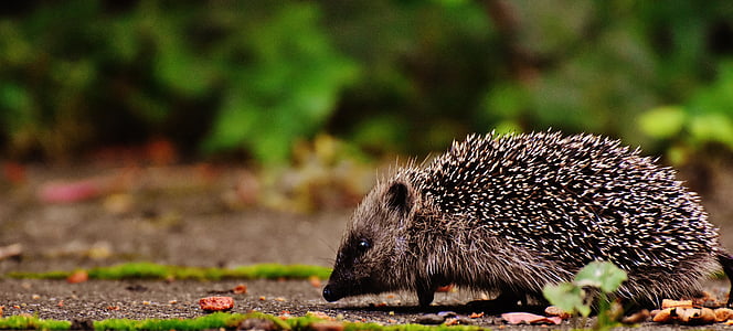 gray and black hedgehog thumbnail