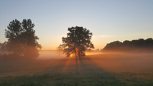 silhouette of trees surrounded with fog during sunrise thumbnail