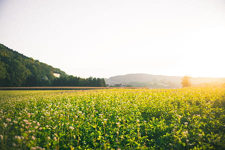 corn field during golden hour thumbnail
