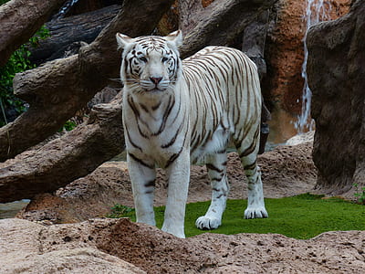 white tiger thumbnail