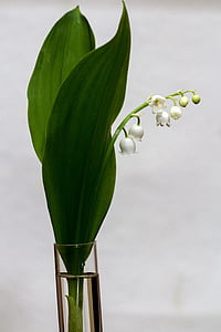 white petaled flower on vase thumbnail