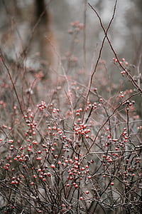 close view of pink berries thumbnail