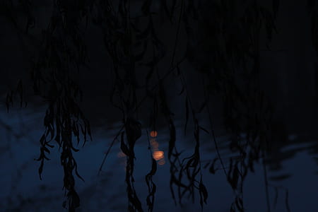 water, tree, reflection, dark thumbnail