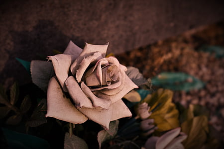 selective focus photography of dried rose flower thumbnail