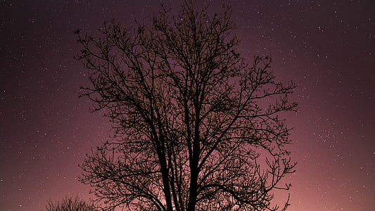 tree during daytime thumbnail