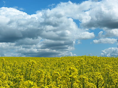 yellow rapeseed field under cloudy sky at daytime thumbnail