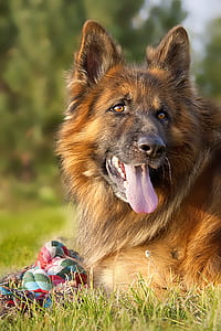 adult tan German shepherd lying on grass thumbnail